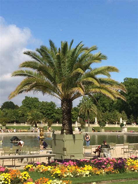 Palm Tree In The Center Of Paris Jardin Du Luxembourg France Paris