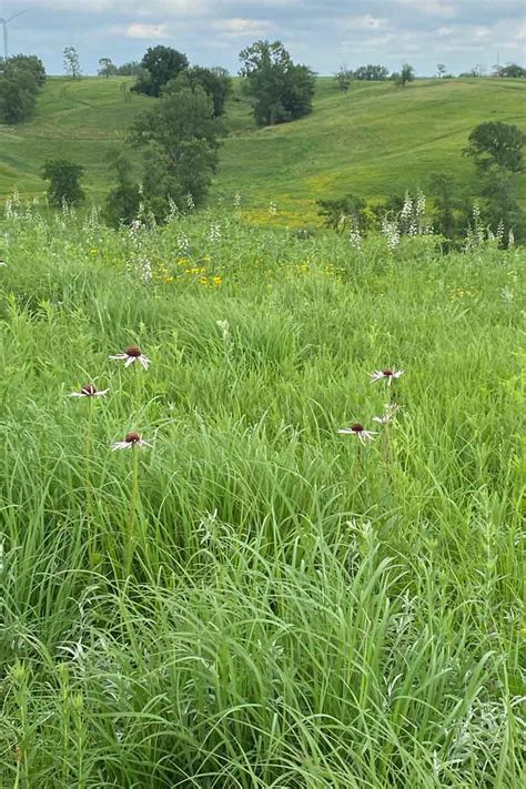 A Practioners Journey Of Tallgrass Prairie Restoration Society For
