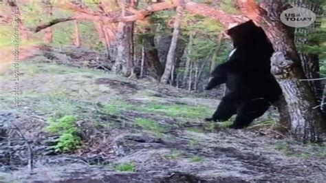 Early Bear Hunting Season Opens In Southeast Ny Northern Zone Is Sept 14
