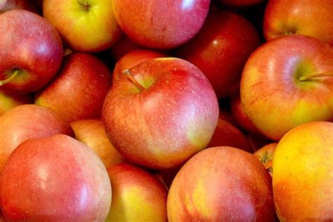 Most Popular Types Of Apples In Urmia Urmia