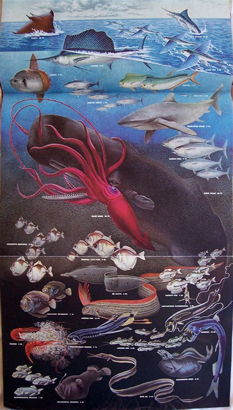 Giant Squid vs Whale | This is is what the depths of the oce… | Flickr