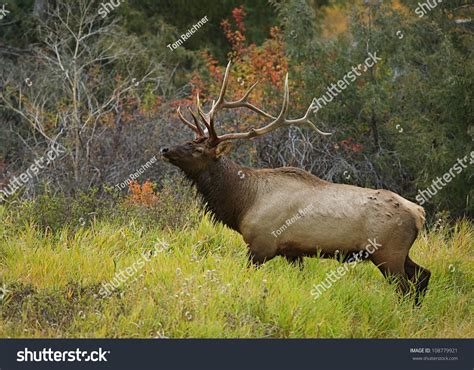 Rocky Mountain Elk Habitat Beautiful Autumn Stock Photo 108779921