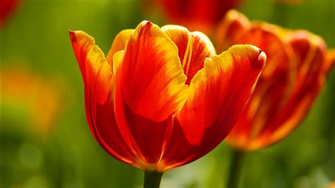 We did not find results for: Beautiful Tulips Wallpapers | HD Wallpapers | ID #9821
