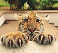 Tiger claws are 🔥 : NatureIsFuckingLit