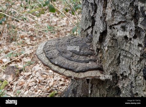 Oak Tree Fungus Ganodema Stock Photo Alamy