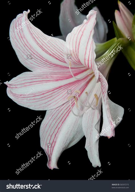 White Pink Star Lily Hippeastrum Reticulatum Stock Photo 56597215