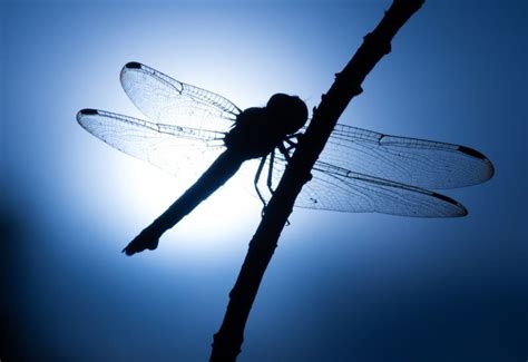What Do Dragonflies Do At Night Nowiwonder Com