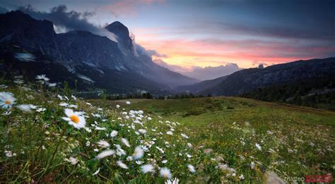 Matteo Colombo Photography Sunrise Over Daisies Meadow In The Italian