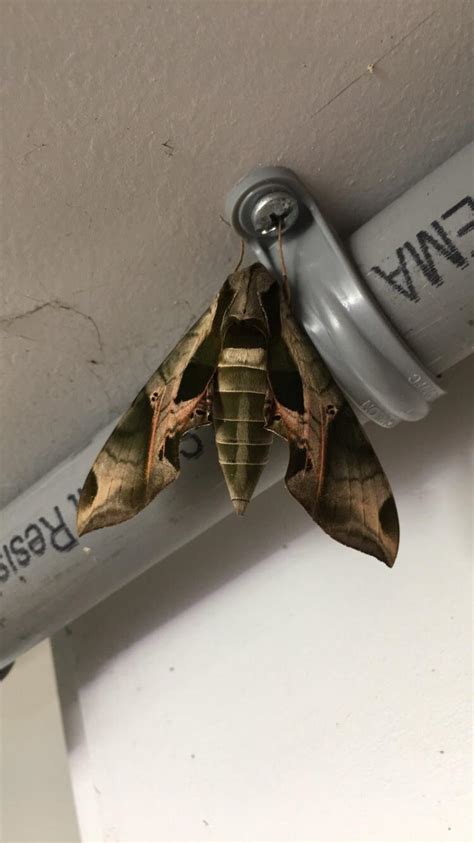 Cool Moth I Found At Work Cute Pic