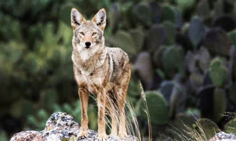 Coyotes En Nuevo Le N Orgullo Nuevo Le N