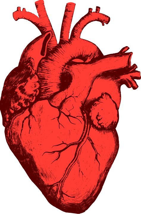 Corazon Real Dibujo Heart Anatomy Corazones Disenos De Unas Sexiz Pix
