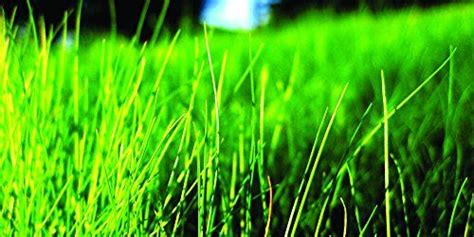 Natures Seed Turf Ff 2000 F Fine Fescue Grass Seeds Blend 2000 Sq Ft