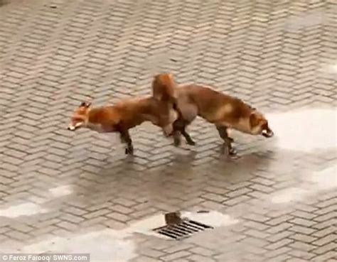 Fox In Hounslow Fights Off Love Rival While Mating Daily Mail Online