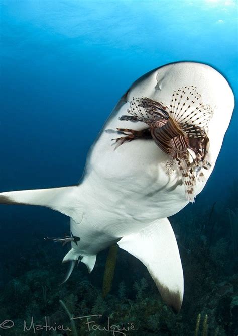 Caribbean Reef Shark Eating A Lion Fish By Mathieu