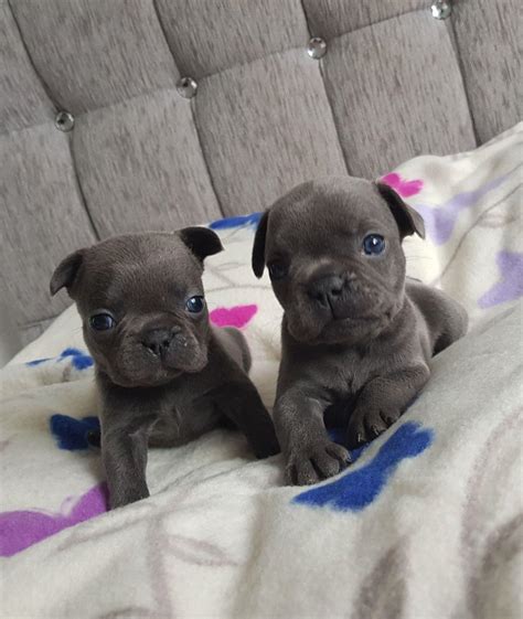 Hi, i have beautiful french bulldog puppies for sale. Poodle, FRENCH BULLDOG PUPPIES, Dogs, for Sale, Price