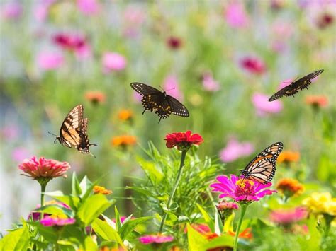 Attract Butterflies To Your Garden With These 5 Tips To Turn It Into