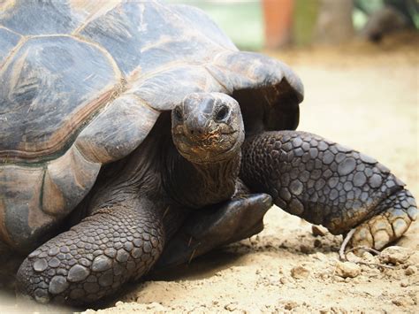 Aldabra Giant Tortoise Aldabrachelys Gigantea Zoochat
