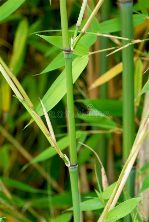 Tige En Bambou Photo Stock Image Du Tige Japonais Arbuste 5743292