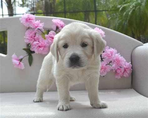 Our puppies are whelped in our home and cared for by our entire family. English cream golden retriever puppy! She is sooo sweet ...