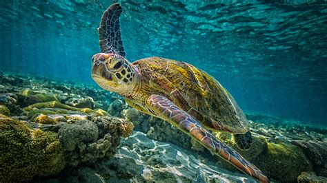 Green Turtle In Blue Sea 4k Hd Animals Wallpapers Hd Wallpapers Id