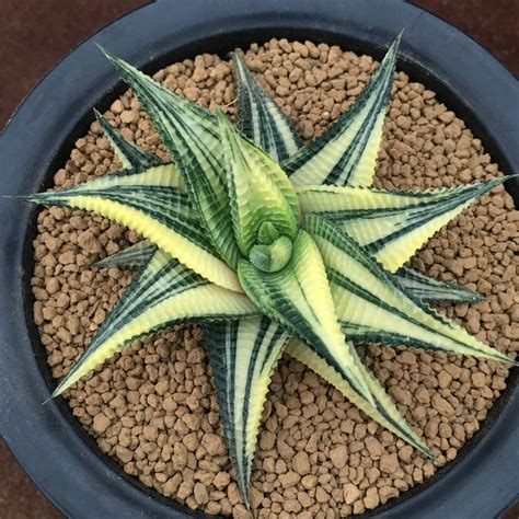 Real Live Succulent Cactus Plant Haworthia Limifolia Variegated