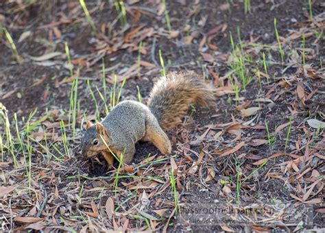 Squirrel Image Photo Squirrel Digging Hole In Ground Image 8788e