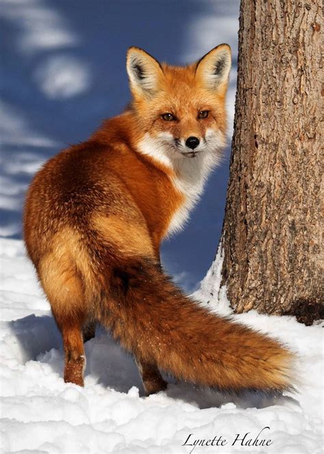 Red Fox By Lynette Hahne National Geographic Your Shot Animals Wild