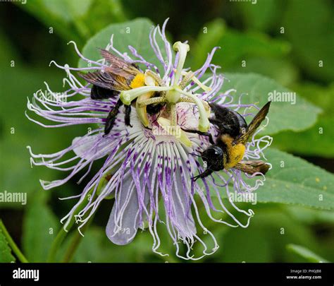 Eastern Carpenter Bees On Passion Flower Stock Photo Alamy