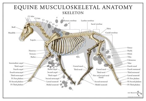 Equine Skeletal System Poster Skeletal System Skeletal System