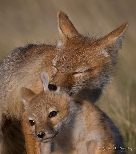 Swift Fox Swift Fox Vulpes Velox Female Grooming And Cle Flickr