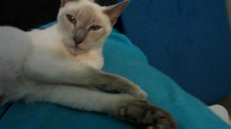 Pregnant Siamese Colette 9 Weeks Youtube