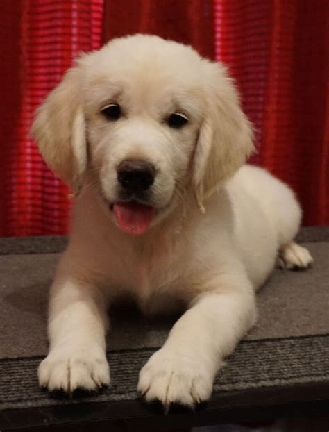 √√ Golden Retriever Puppies For Sale In Czechia Buy Puppy In Your Area