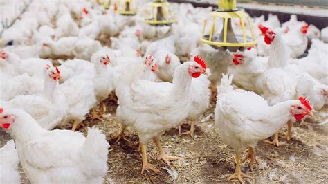 how are broiler chickens cared for canadian food focus