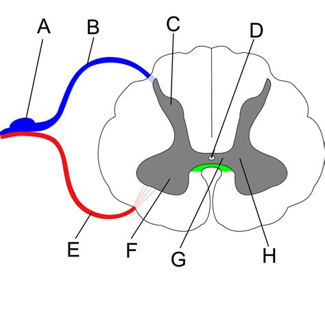 The Spinal Cord Human Anatomy And Physiology Lab Bsb 141 Study Guides