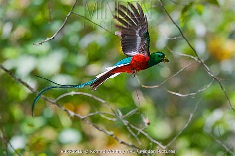Minden Pictures Resplendent Quetzal Pharomachrus