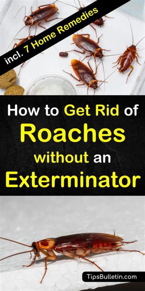8 Super Simple Ways To Get Rid Of Roaches Without An Exterminator