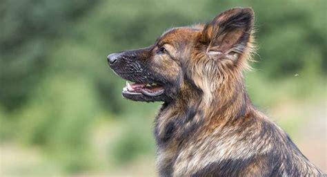 Sable German Shepherd All The Facts About This Classic Coat Color