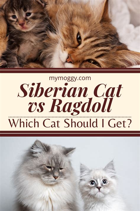 Siberian Cat Vs Ragdoll Which Cat Should I Get Artofit