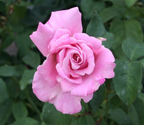 The sun is shining, summer is in the air and things are feeling brighter! Memorial Day - Hybrid Tea Rose | Hybrid tea roses, Types ...