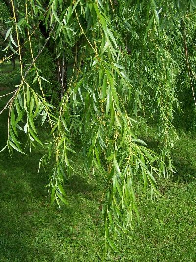 Golden Weeping Willow Salix Alba Tristis North