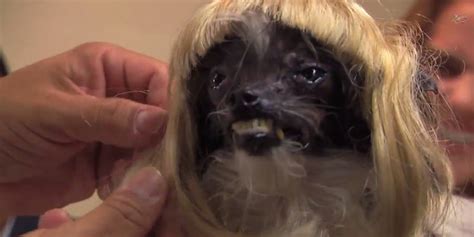Worlds Ugliest Dog Gets An Incredible Makeover From Jimmy Kimmel
