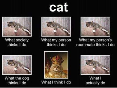 A Cats Life As Seen By Funny Pictures What Cat Cat Memes