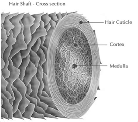 The Hair Made By Cuticle Scales Protecting Cortex And Medulla