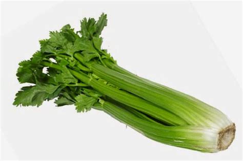 Benefits And Nutrition Of Celery Apium Graveolens For Health Tips
