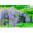 Buy Wisteria Sinensis Prolific  Chinese Hedging Plants