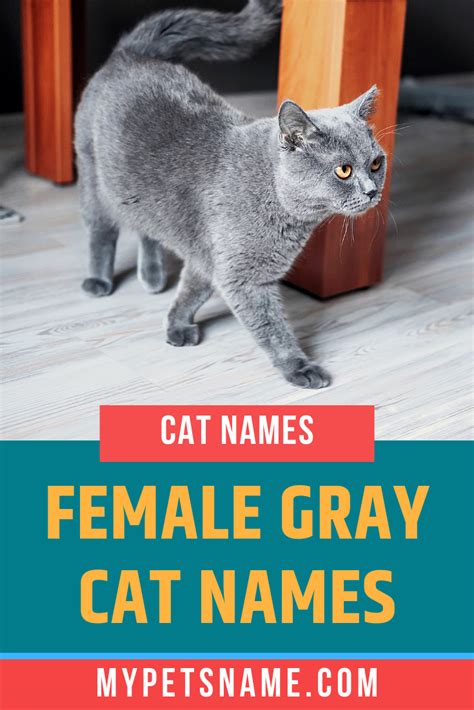 Female Gray Cat Names Grey Cat Names Cute Cat Names Grey Tabby Cats