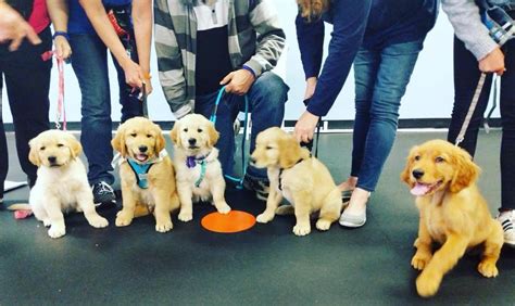What Are Puppy Training Classes