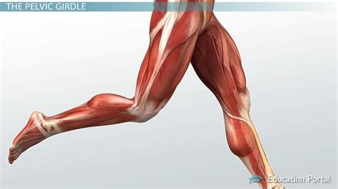 Leg Muscles Diagram Side View