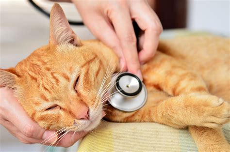 How Heart Disease In Cats Is Affected By Diet Petbarn