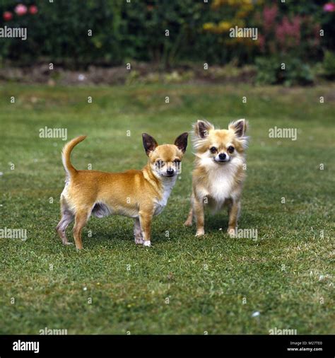 Two Champion Chihuahuas Standing On Grass Stock Photo Alamy